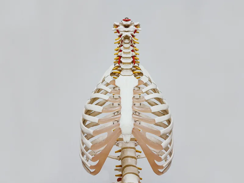 How X-Rays works at Active Release TX